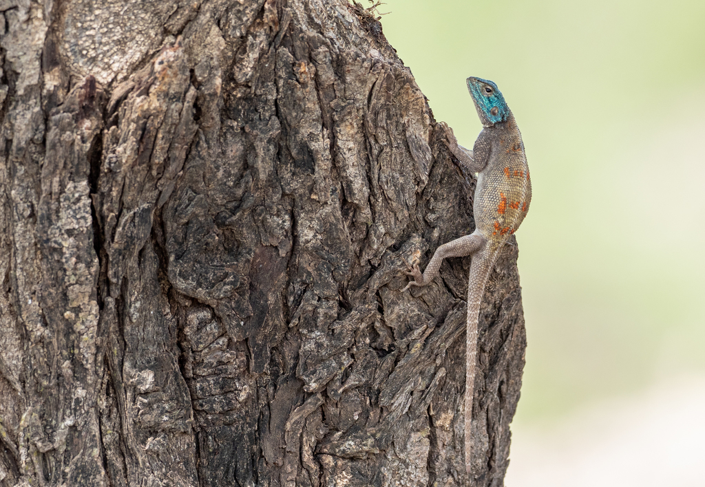 Spiny Agama