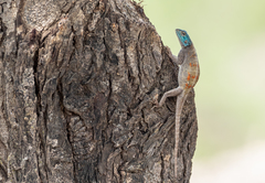Agama spinosa