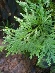 Selaginella longipinna