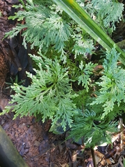 Selaginella longipinna