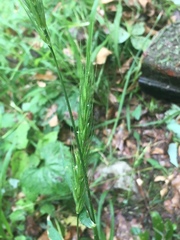 Hordelymus europaeus