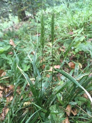 Hordelymus europaeus