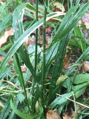 Hordelymus europaeus