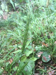 Hordelymus europaeus