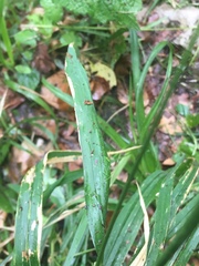 Hordelymus europaeus