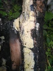 Antrodiella citrinella