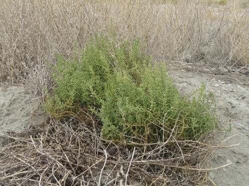 Image of Nitrophila occidentalis by no rights reserved