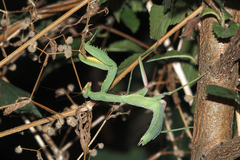 Hierodula transcaucasica