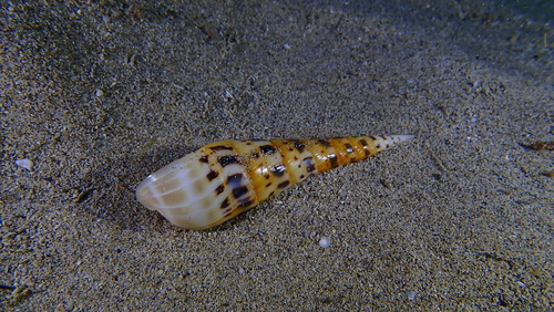 Terebra maculata observed 2024-11-12