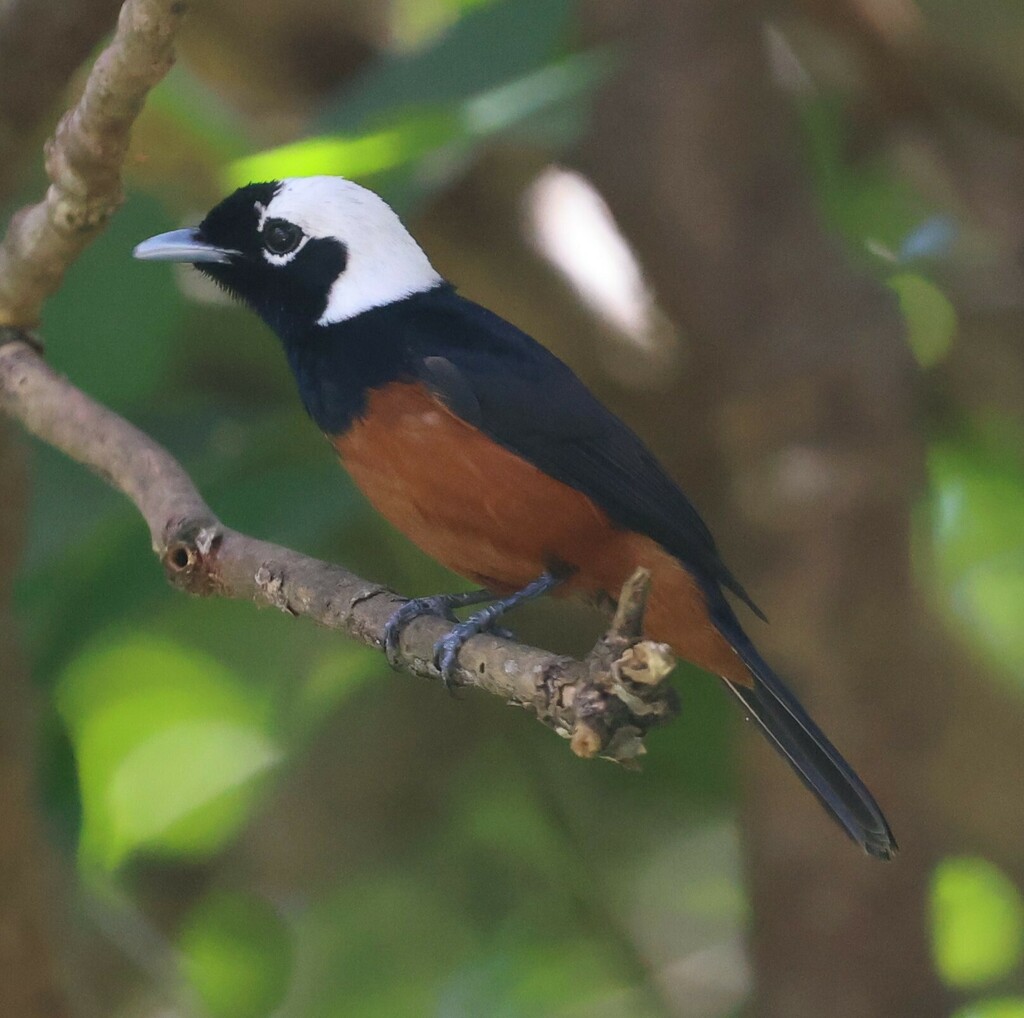 White-Capped Monarch