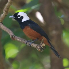 White-Capped Monarch photo 1