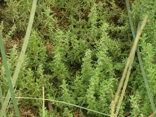 Image of Nitrophila occidentalis by no rights reserved