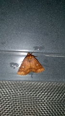 Hypersypnoides punctosa