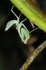 Praying Mantis of sw Australia · iNaturalist