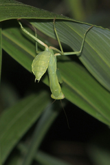 Hierodula transcaucasica