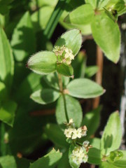 Galium oreganum