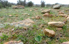 Eriospermum glaciale