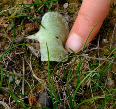 Eriospermum glaciale