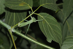 Hierodula transcaucasica