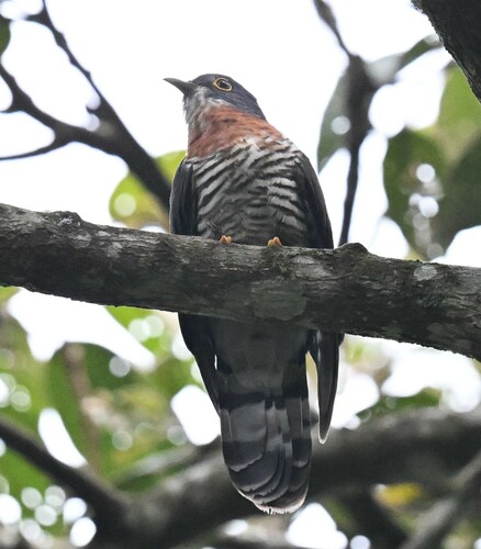 Dark Hawk-Cuckoo (Hierococcyx bocki), photo 6