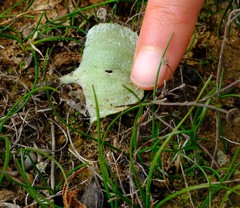 Eriospermum glaciale
