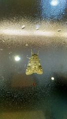 Notodonta griseotincta