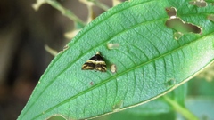 Choreutis basalis