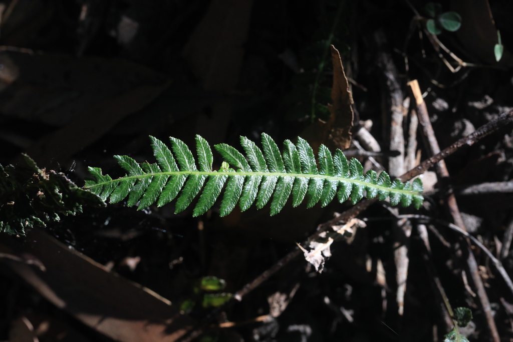 Prickly Rasp fern from Central Coast NSW, Australia on October 31, 2024 ...