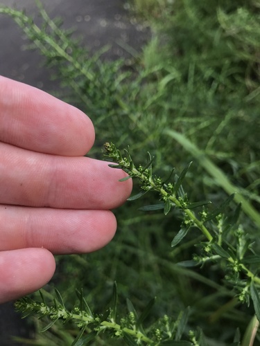 Japanese Wormwood (Artemisia japonica)