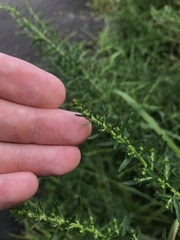 Artemisia japonica