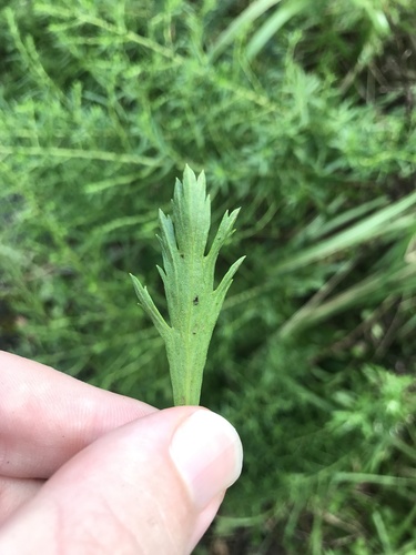 Image of Artemisia japonica by no rights reserved