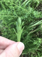 Artemisia japonica, photograph author not stated, no rights reserved
