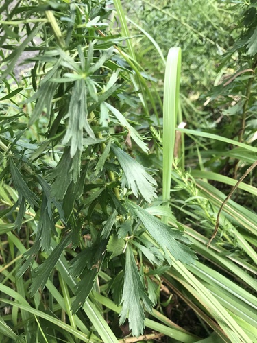 Artemisia japonica, photograph 3