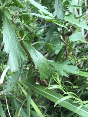 Image of Artemisia japonica by no rights reserved