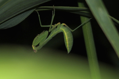 Hierodula transcaucasica