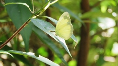 Eurema blanda arsakia