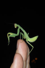 Hierodula transcaucasica