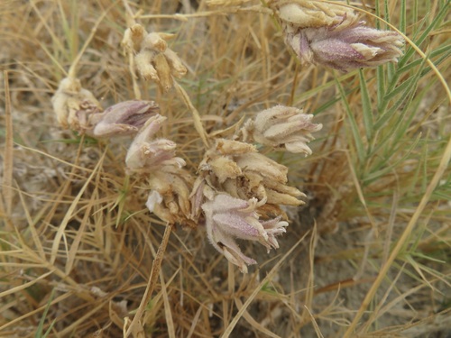 Image of Chloropyron maritimum by no rights reserved