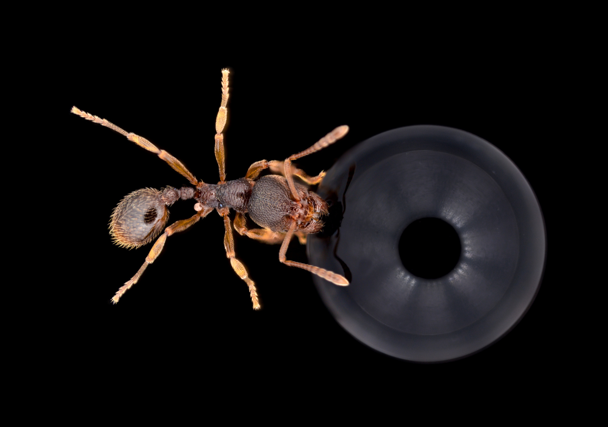 Stenamma foveolocephalum