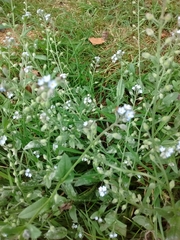 Myosotis