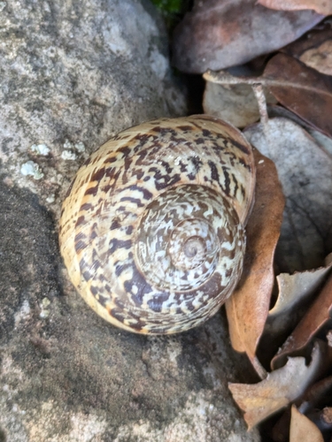 Tramuntanicola culminalis