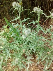 Cirsium vulgare