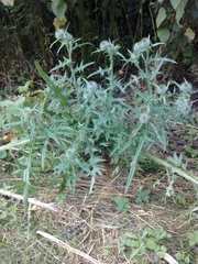 Cirsium vulgare