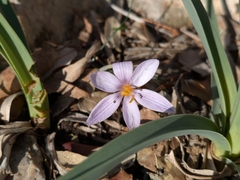 Crocus cambessedesii, photograph (c) Jonáš Gaigr, some rights reserved (CC BY)
