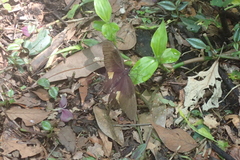 Papilio nephelus chaonulus