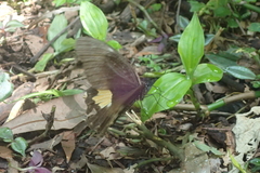 Papilio nephelus chaonulus