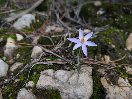 Balearic Crocus (Crocus cambessedesii)