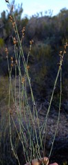 Restio tuberculatus