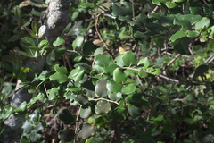 Dovyalis rotundifolia