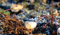 Oxalis massoniana